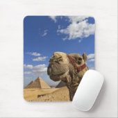 Camel voor de pyramiden van Giza, Egypte; Muismat (Met muis)