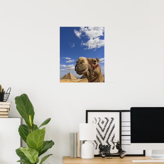 Camel voor de pyramiden van Giza, Egypte; Poster (Thuiskantoor)