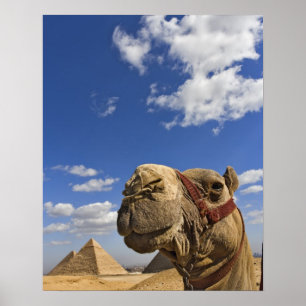 Camel voor de pyramiden van Giza, Egypte; Poster