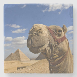 Camel voor de pyramiden van Giza, Egypte; Stenen Onderzetter