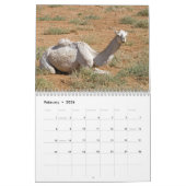 Camel Wall Calendar Kalender (Feb 2026)