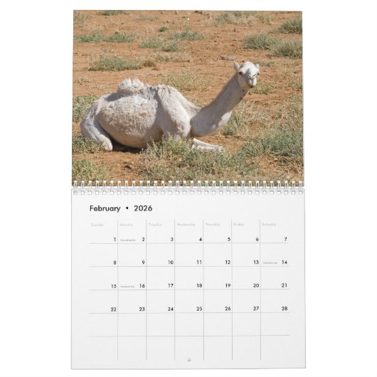 Camel Wall Calendar Kalender (Feb 2026)