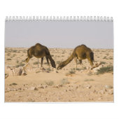 Camel Wall Calendar Kalender (Hoes)