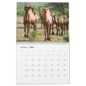 Camel Wall Calendar Kalender (Jan 2026)
