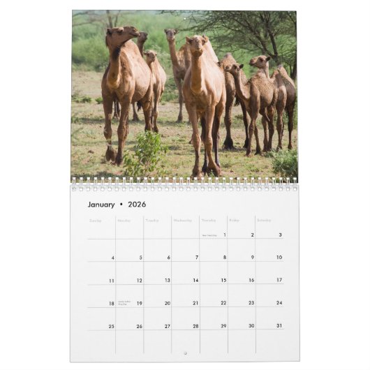 Camel Wall Calendar Kalender (Jan 2026)