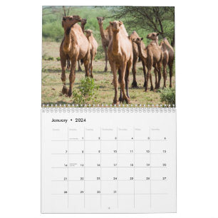 Camel Wall Calendar Kalender