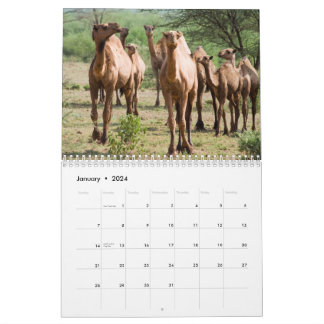 Camel Wall Calendar Kalender