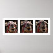 Camelgezichten Poster (Voorkant)