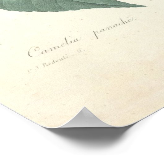 Camelia Canvas afdrukken Poster (Hoek)