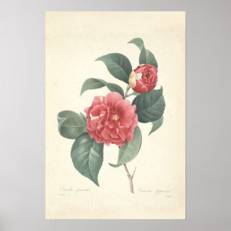 Camelia Canvas afdrukken Poster