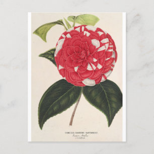 Camelia Giardino Santarel door Charles Lemaire Briefkaart
