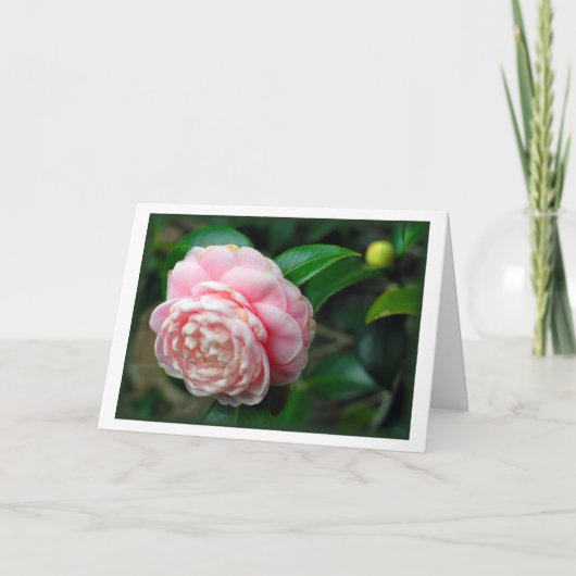 "Camelia " Kaart (Voorkant)