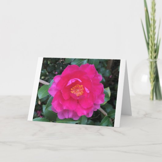 Camelia, kaart (Voorkant)