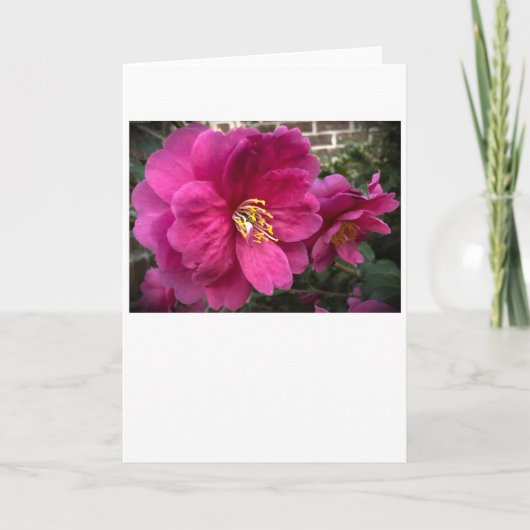 Camelia, kaart (Voorkant)