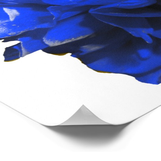 Camelia Pop Blue Poster (Hoek)