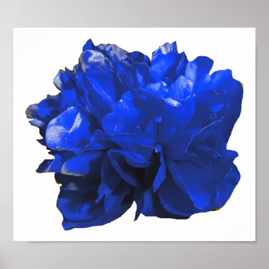 Camelia Pop Blue Poster (Voorkant)