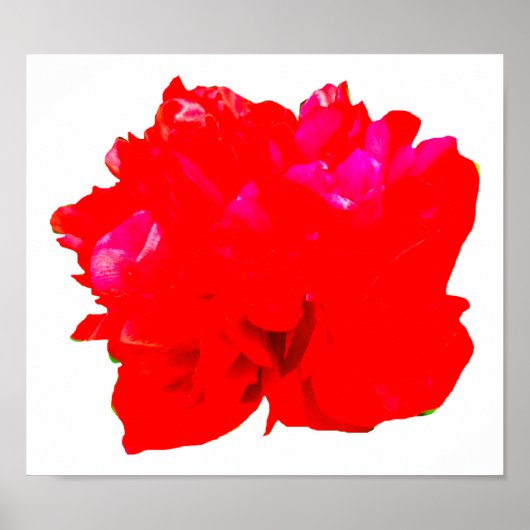 Camelia Pop Red Poster (Voorkant)