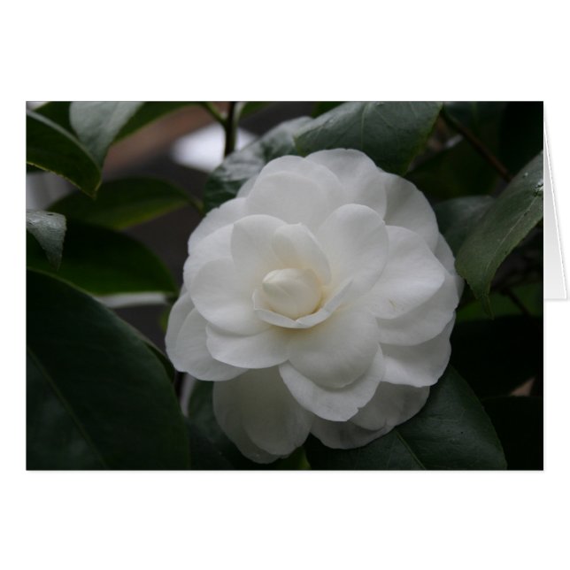 Camelia, wit (Voorkant Horizontaal)