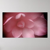 Camelias 4 poster (Voorkant)