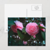 Camelias Briefkaart (Voorkant / Achterkant)