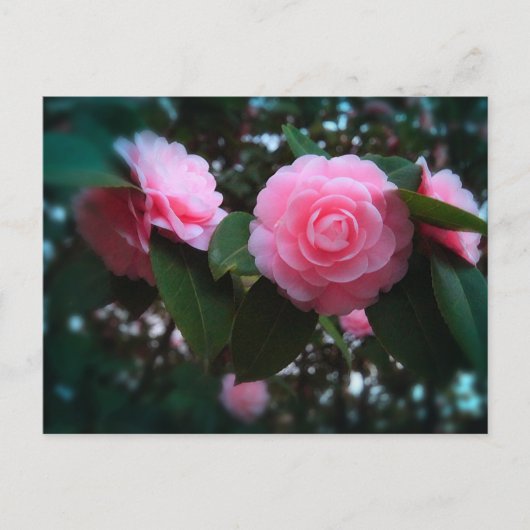 Camelias Briefkaart (Voorkant)