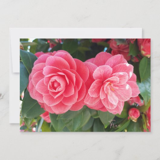 camelia's feestdagenkaart (Voorkant)