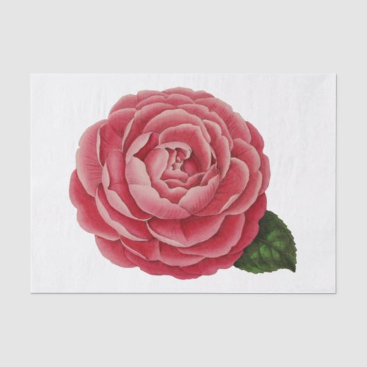 Camellia Bloem Bloem Papier #1 (Voorkant)