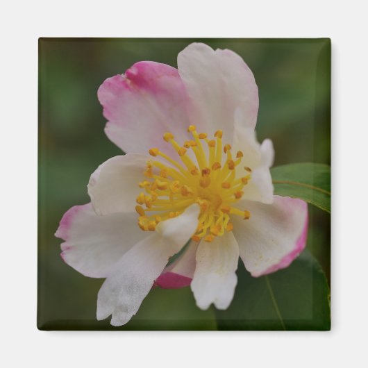 Camellia Bloem Magneet (Voorkant)