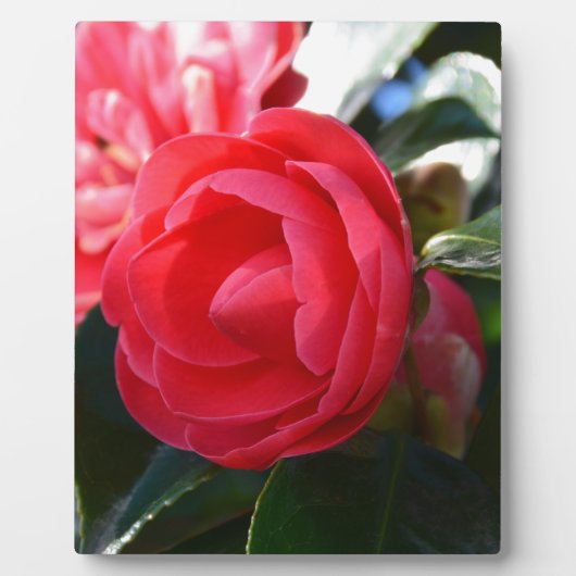 Camellia bloesem fotoplaat (Voorkant)