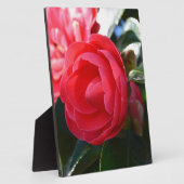 Camellia bloesem fotoplaat (Zijkant)