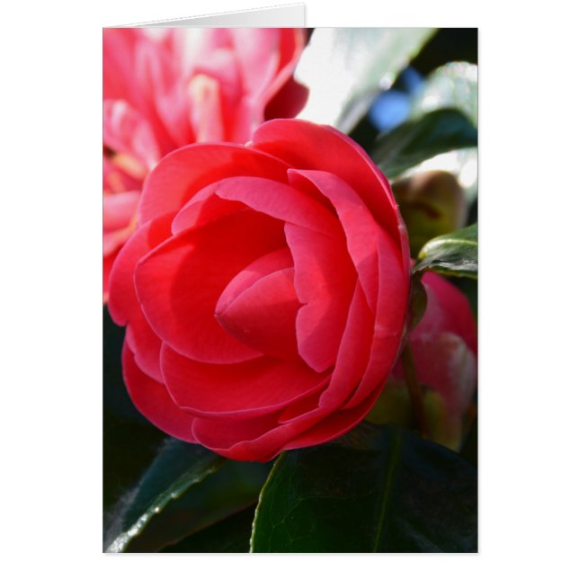 Camellia Blossom (Voorkant)