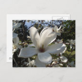 Camellia Blosson Briefkaart (Voorkant / Achterkant)