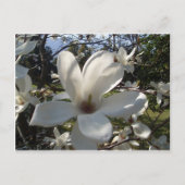 Camellia Blosson Briefkaart (Voorkant)