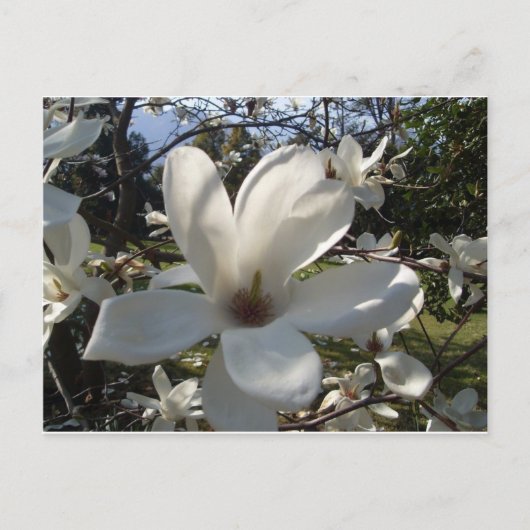 Camellia Blosson Briefkaart (Voorkant)