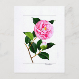 Camellia bord: Hanafuki Briefkaart