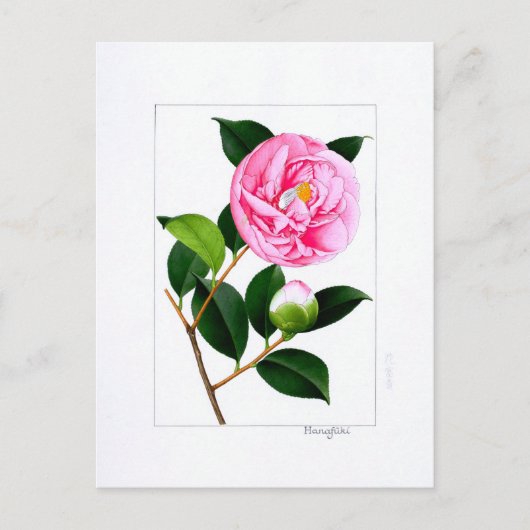 Camellia bord: Hanafuki Briefkaart (Voorkant)