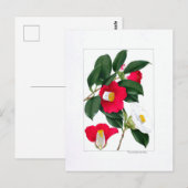 Camellia bord: Yamatsubaki Briefkaart (Voorkant / Achterkant)