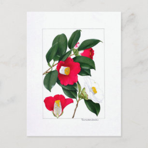 Camellia bord: Yamatsubaki Briefkaart