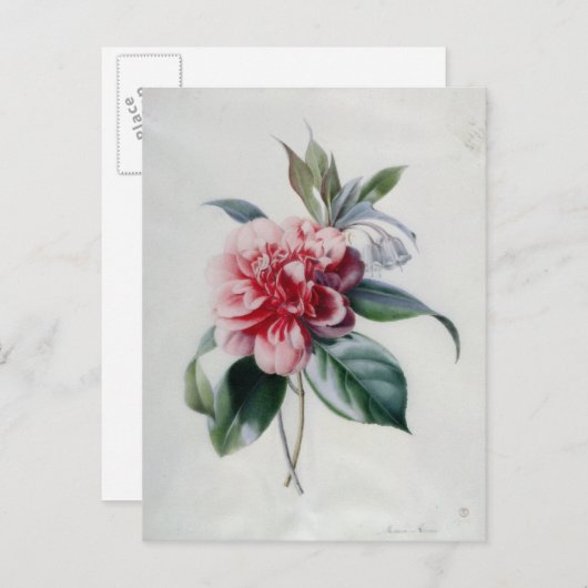 Camellia Briefkaart (Voorkant / Achterkant)