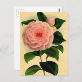  camellia briefkaart (Voorkant / Achterkant)
