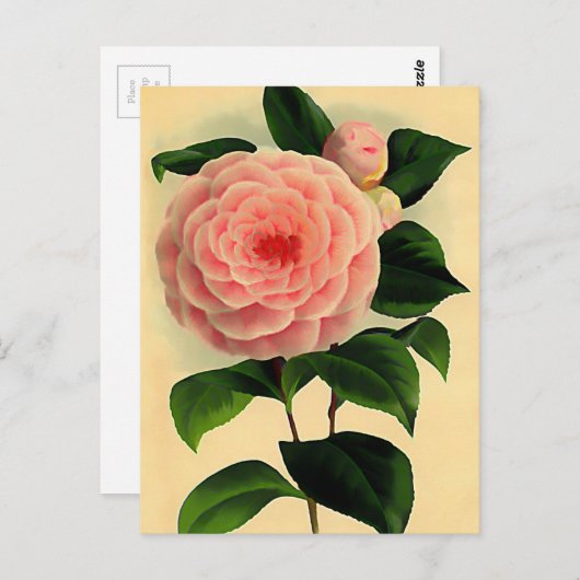 camellia briefkaart (Voorkant / Achterkant)