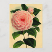 camellia briefkaart (Voorkant)