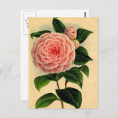 camellia briefkaart (Voorkant / Achterkant)