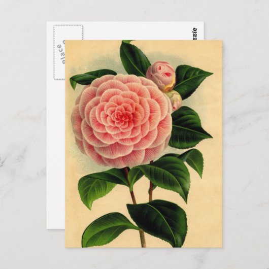 camellia briefkaart (Voorkant / Achterkant)