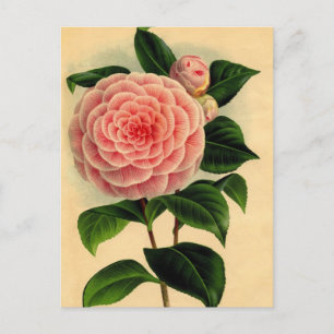 camellia briefkaart