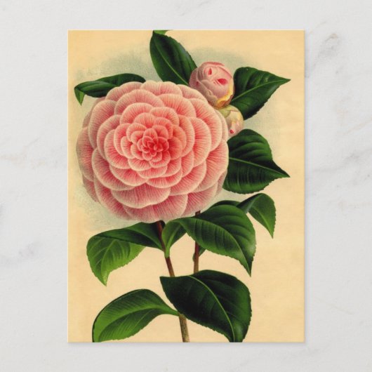 camellia briefkaart (Voorkant)