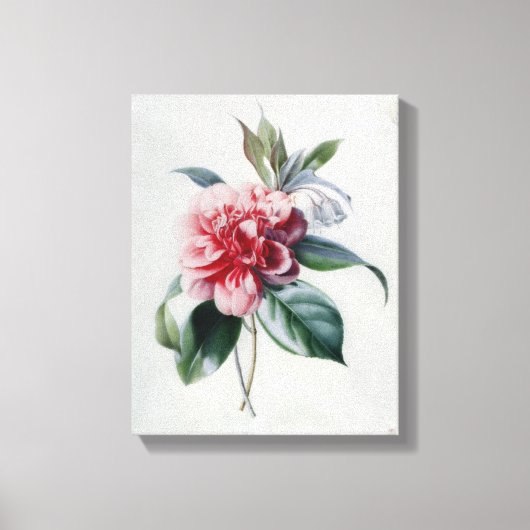 Camellia Canvas Afdruk (Voorkant)