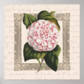 Camellia Chateau Chic Botanisch Poster (Voorkant)