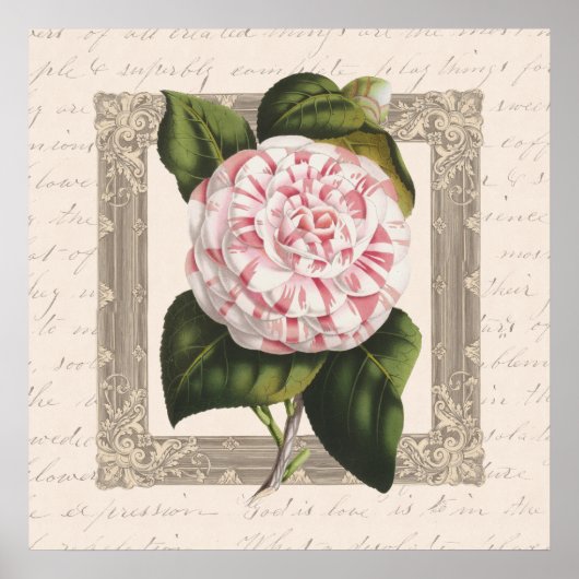 Camellia Chateau Chic  Botanisch Poster (Voorkant)