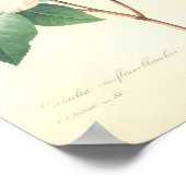  Camellia door Redoute Poster (Hoek)